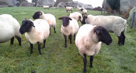 Groupe de moutons
